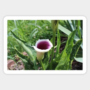 Calla Lily Side Photographic Image Sticker